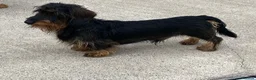 Dachshund dogs for stud: Wire hair miniature dachshund  - Advert 3