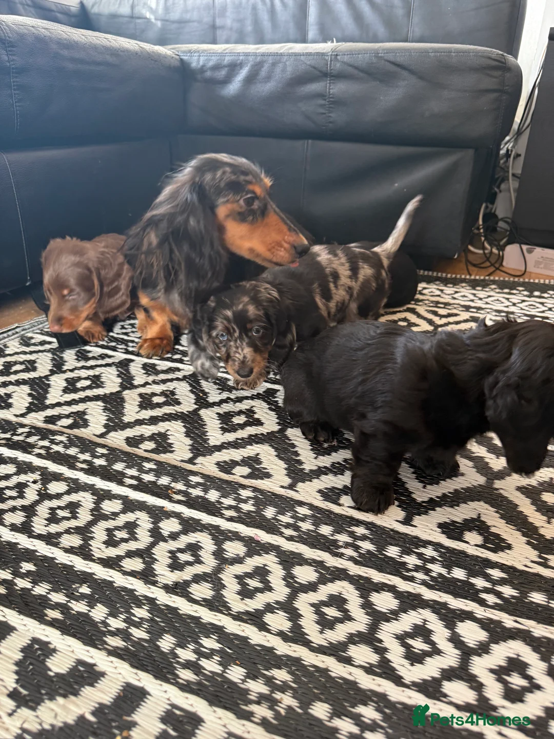 Miniature Dachshund dogs for sale: Mini long hair dachshunds  - Advert 12