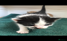 Mixed Breed cats for sale: Beautiful maine Coon x kittens ready in 3 weeks 🥰 - Image 12
