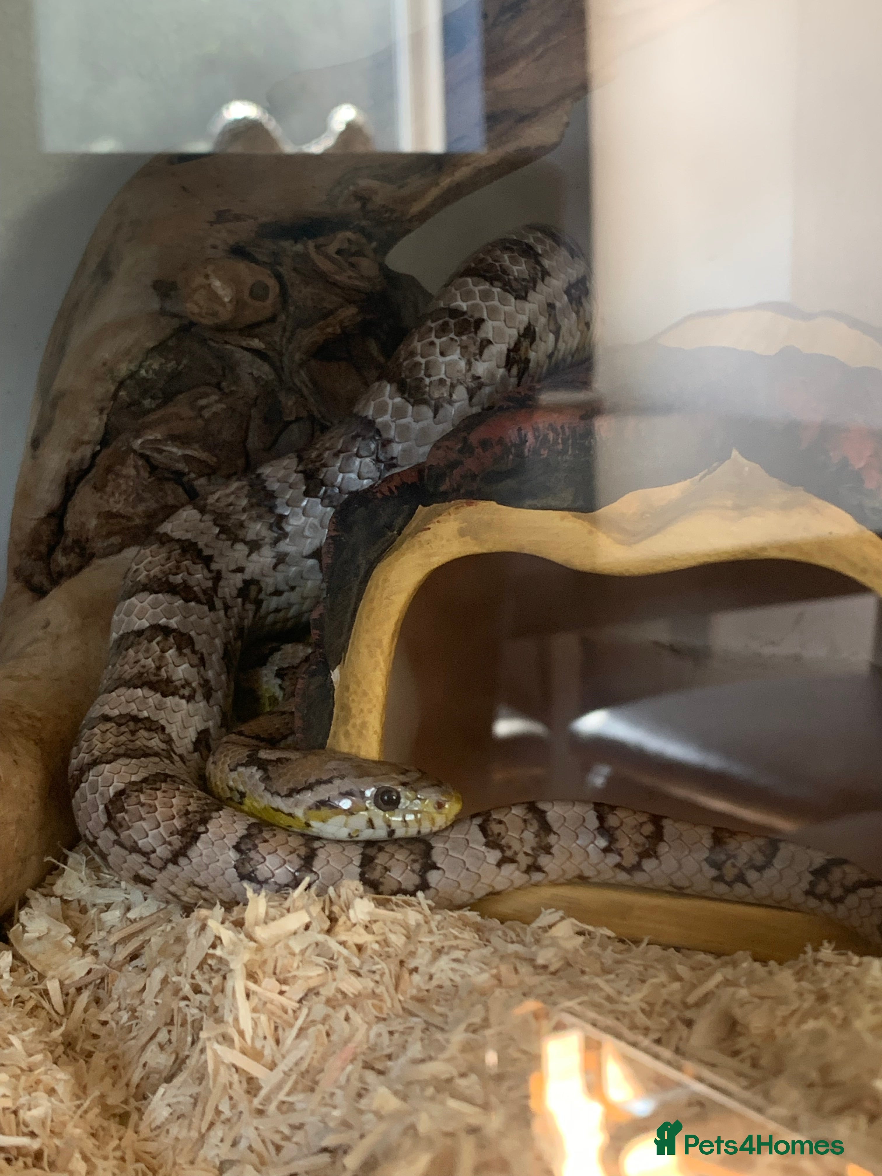 Corn Snake reptiles Please take him - Advert 1