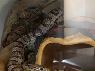 Corn Snake reptiles Please take him - Advert 1
