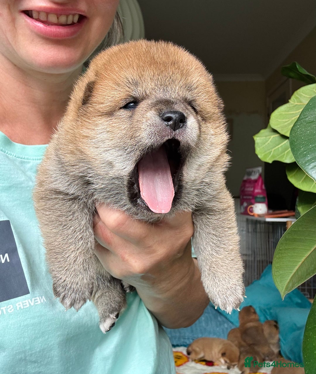 Japanese Shiba Inu dogs for sale: KC reg Japanese Shiba Inu puppies  - Image 20