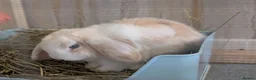 Mini Lop rabbits for sale: Beautiful blue-eyed Mini Lop sisters - Advert 11