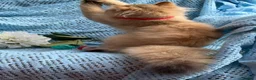 British Longhair cats for sale: British Longhair adorable golden kitten TICA - Advert 14