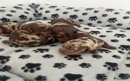 Dachshund dogs for sale: Chocolate try/dapple - Image 5