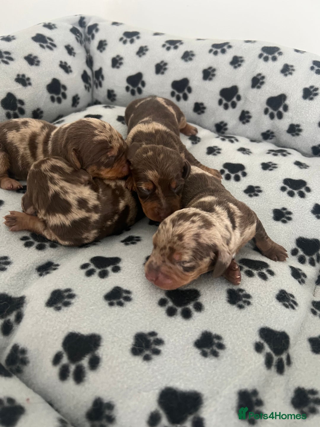 Dachshund dogs for sale: Chocolate try/dapple - Image 5