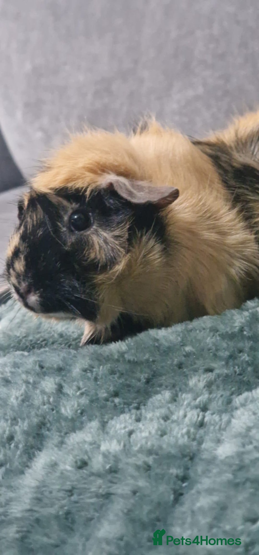 Guinea Pig rodents for sale: Separate female guineapigs - Advert 2