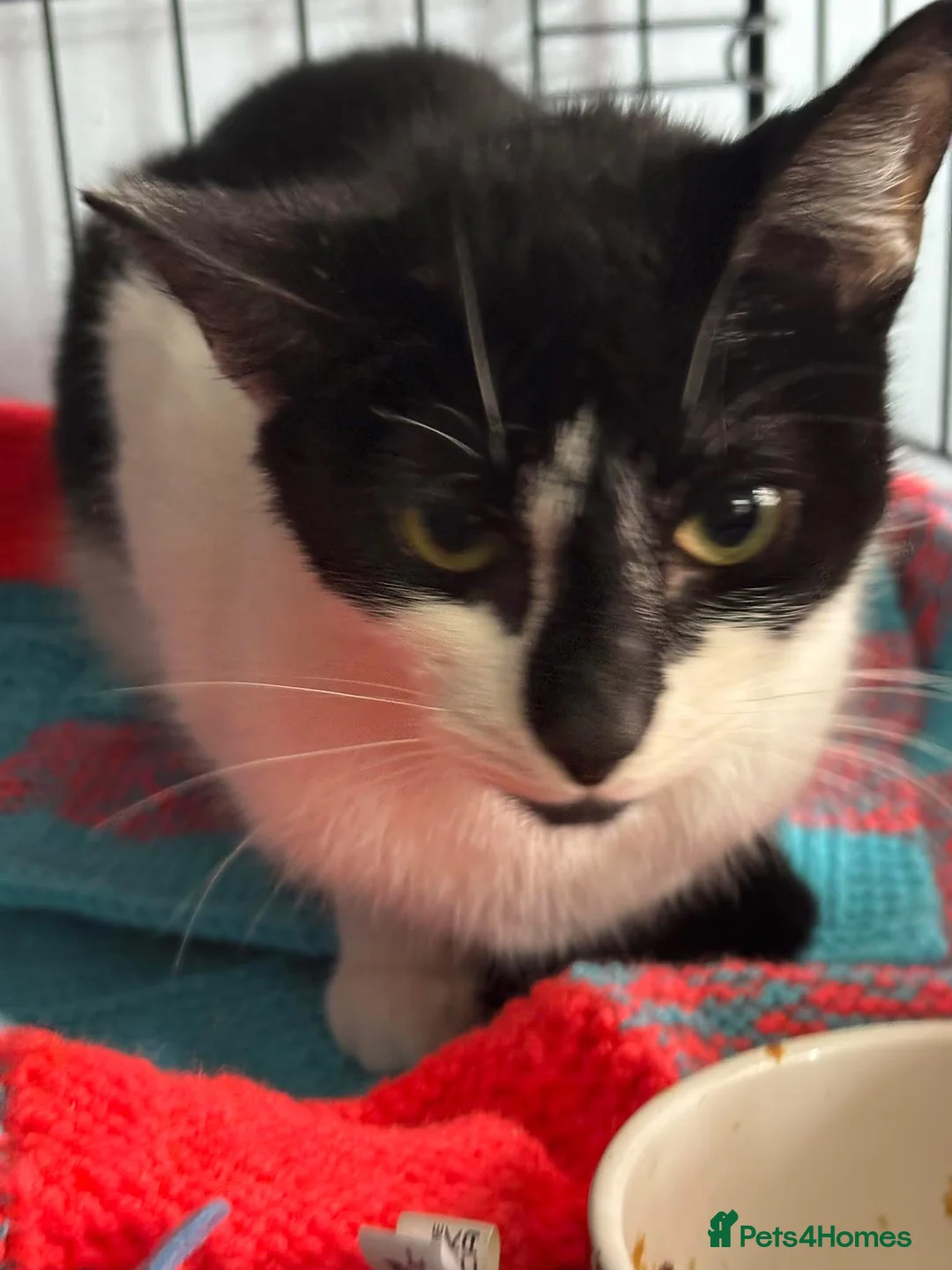 Domestic Shorthair cats for adoption: Friendly Tipsy - Adopt from Cats in Crisis EastLdn - Advert 2