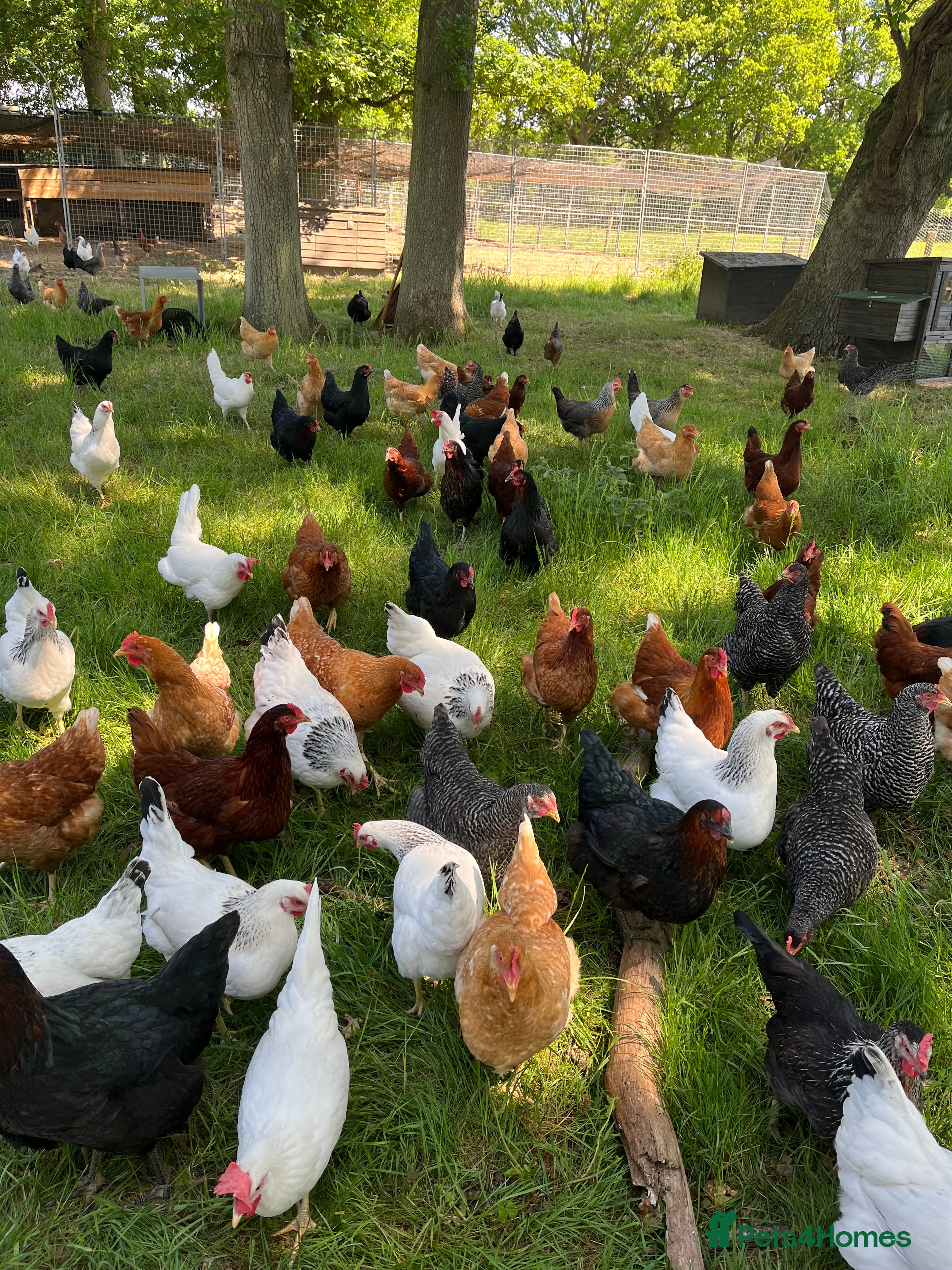 Chickens poultry Lovely Hybrid Point of Lay Hens for sale.  - Advert 1