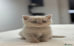 Scottish Fold cats for sale: Scottish straight - Image 27
