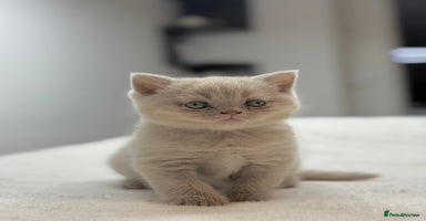 Scottish Fold cats - Advert 3