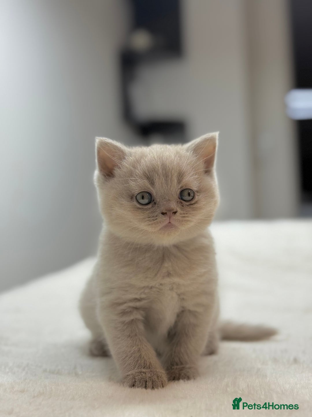 Scottish Fold cats for sale: Scottish straight - Image 27