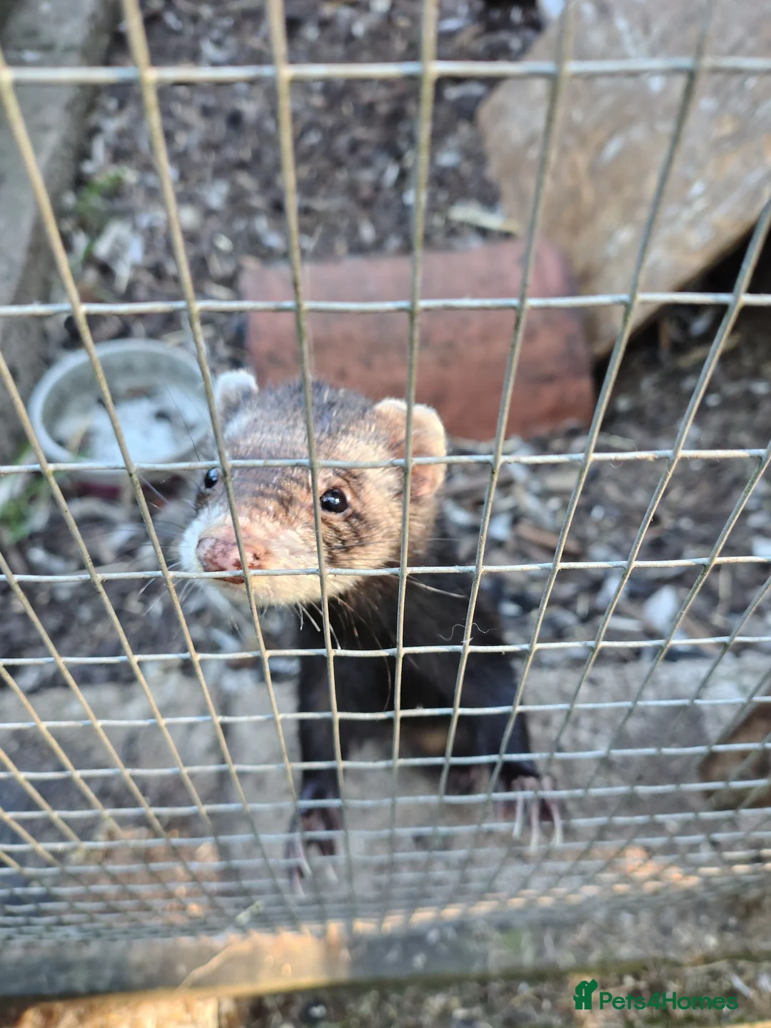 Ferret rodents for sale: 8 week old Ferrets for Sale in Scunthorpe - Advert 1
