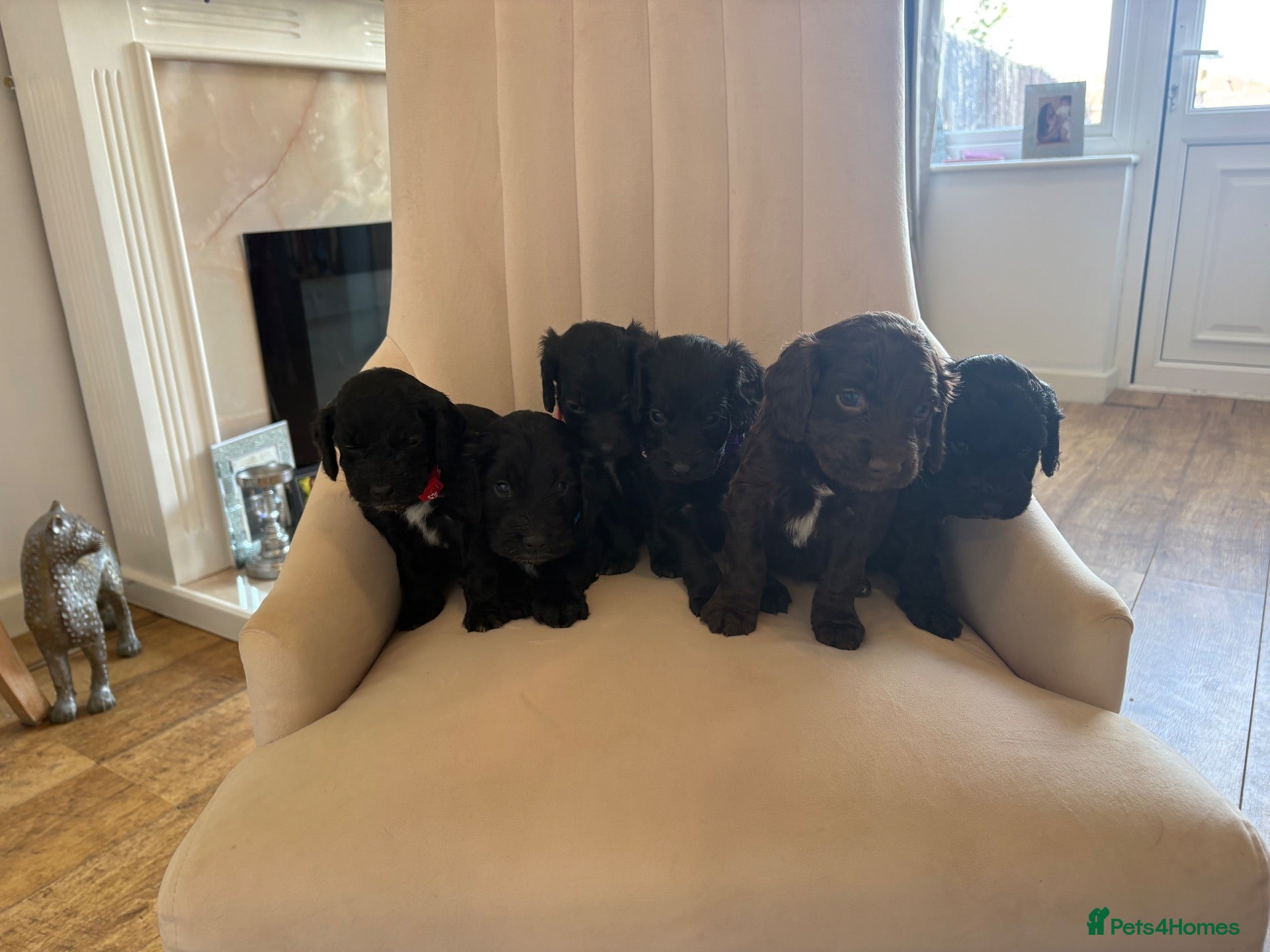 Cockapoo dogs Beautiful litter of cockapoos  - Advert 3