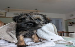 Border Terrier dogs for sale: HOME BRED GRIZZLY BORDER BOYS - Image 7