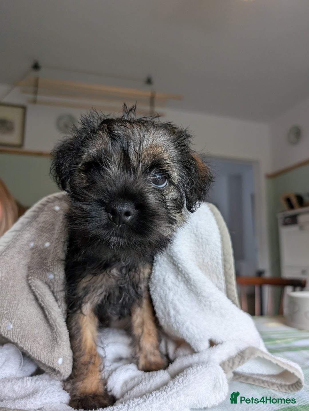 Border Terrier dogs for sale: HOME BRED GRIZZLY BORDER BOYS - Image 7