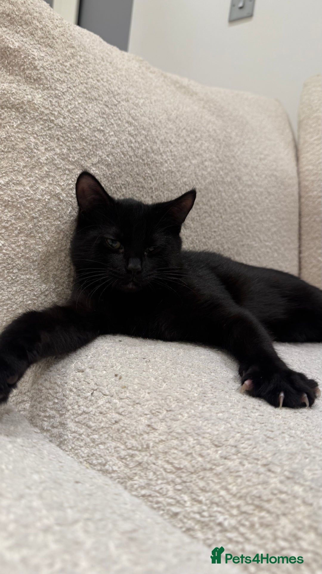 Mixed Breed cats for sale: Kitten for free - Advert 7