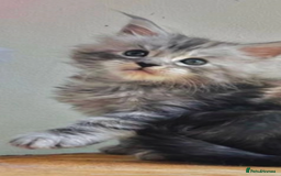 Maine Coon cats for sale: Xl Stunning Maine coon kittens  - Image 9