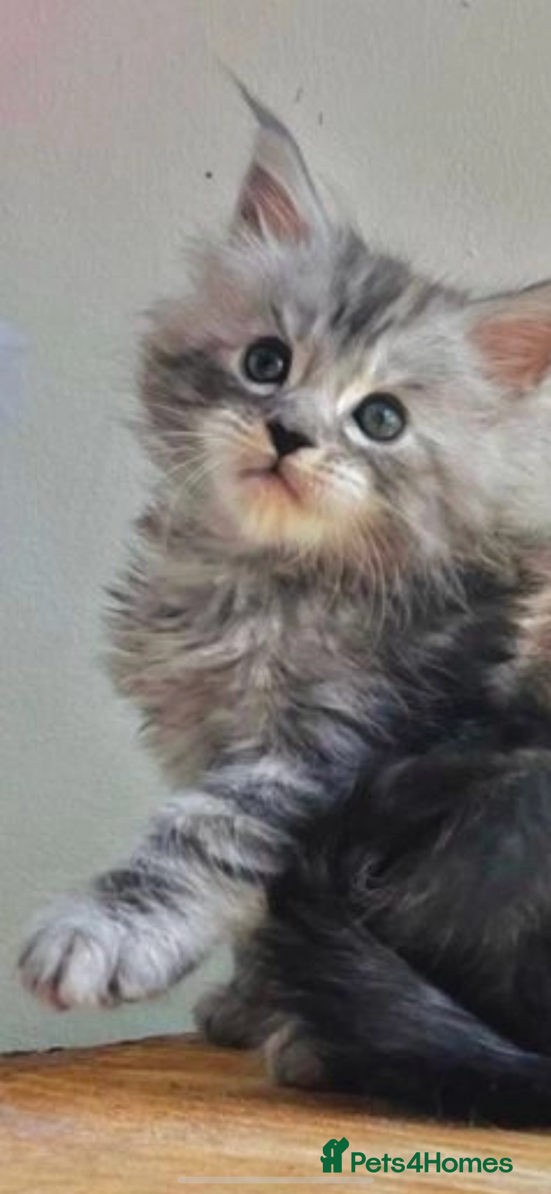 Maine Coon cats for sale: Xl Stunning Maine coon kittens  - Image 9