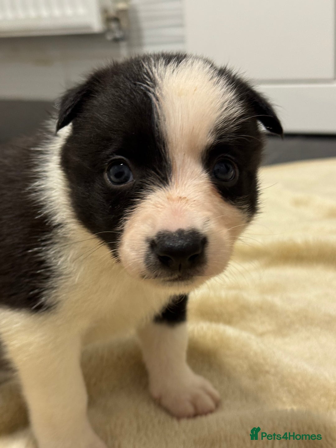 Border Collie dogs for sale: Border Collie Puppies  - Advert 5