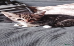 Mixed Breed cats for sale: 5 super cute mixed kittens - Image 2