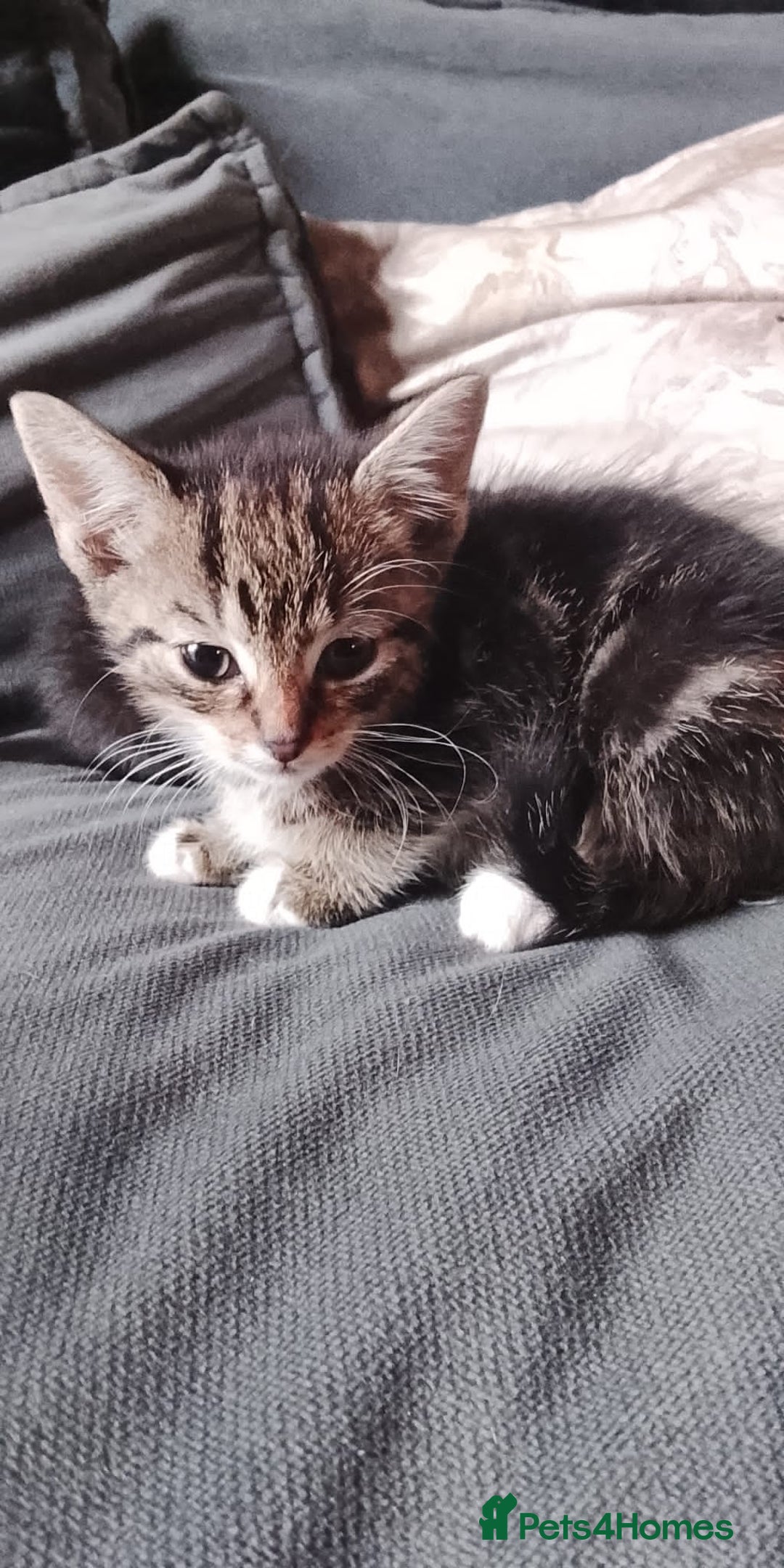 Mixed Breed cats for sale: 5 super cute mixed kittens - Image 2