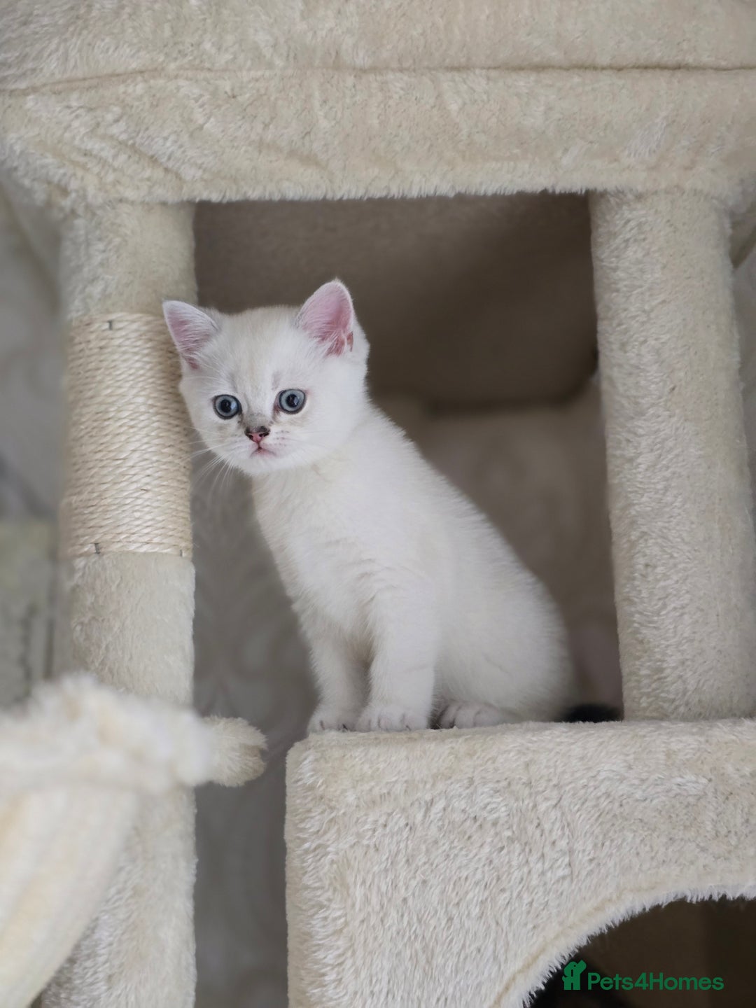 Scottish Fold cats for sale: Scottish Fold and Straight kittens  - Advert 4