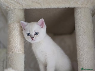 Scottish Fold cats Only one beautiful boy left 😸 - Advert 18
