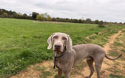 Weimaraner dogs for sale: Tommy  - Image 7