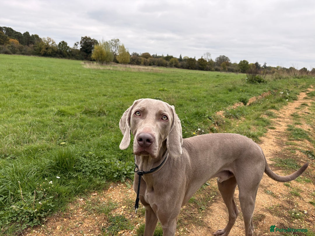 Weimaraner dogs for sale: Tommy  - Image 7