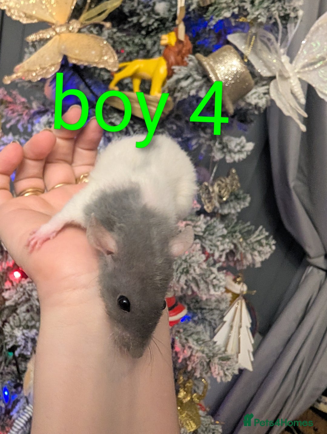 Rat rodents for sale: Rex babys - Advert 4
