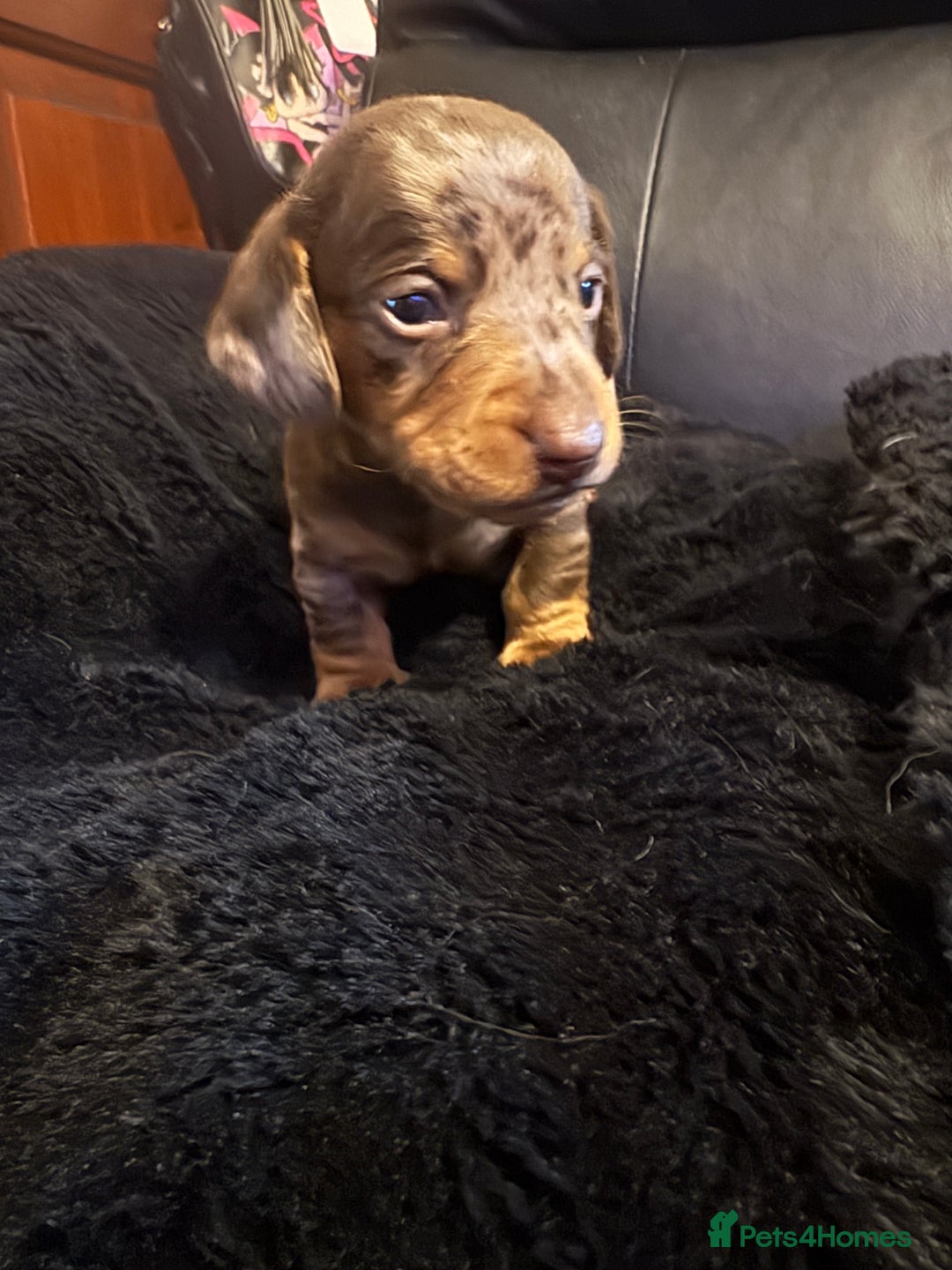 Miniature Dachshund dogs for sale: Stunning little boys - Image 2