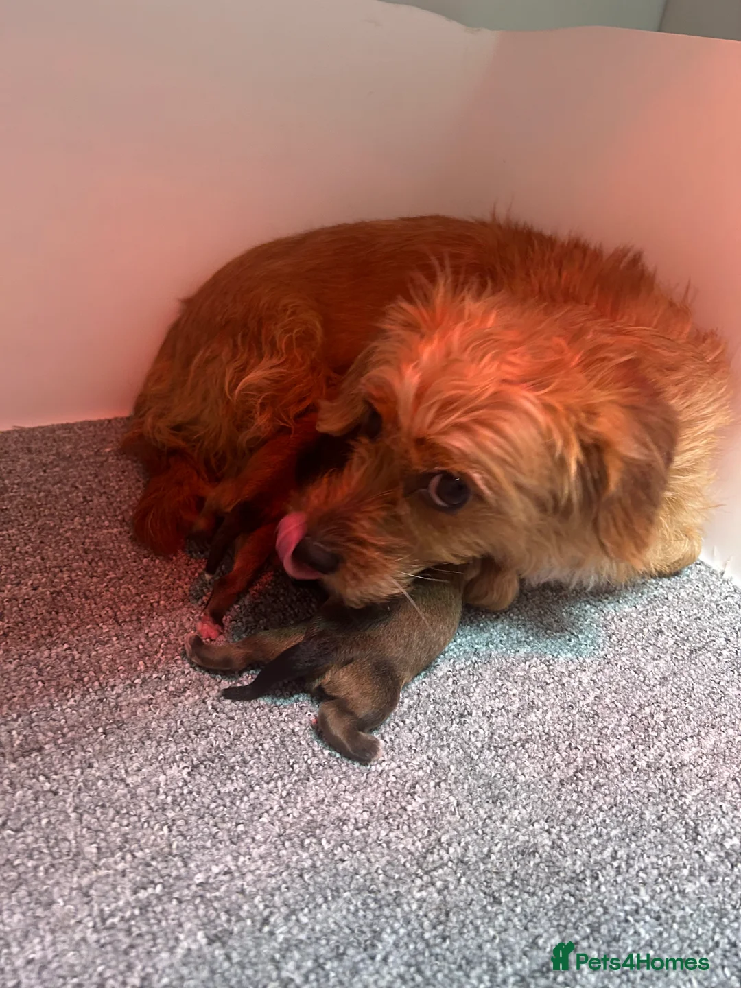 Mixed Breed dogs for sale: Yorkipoo x shihtzu puppies  - Advert 2