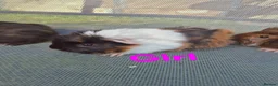 Guinea Pig rodents for sale: Mixed guinea pigs for sale - Advert 3