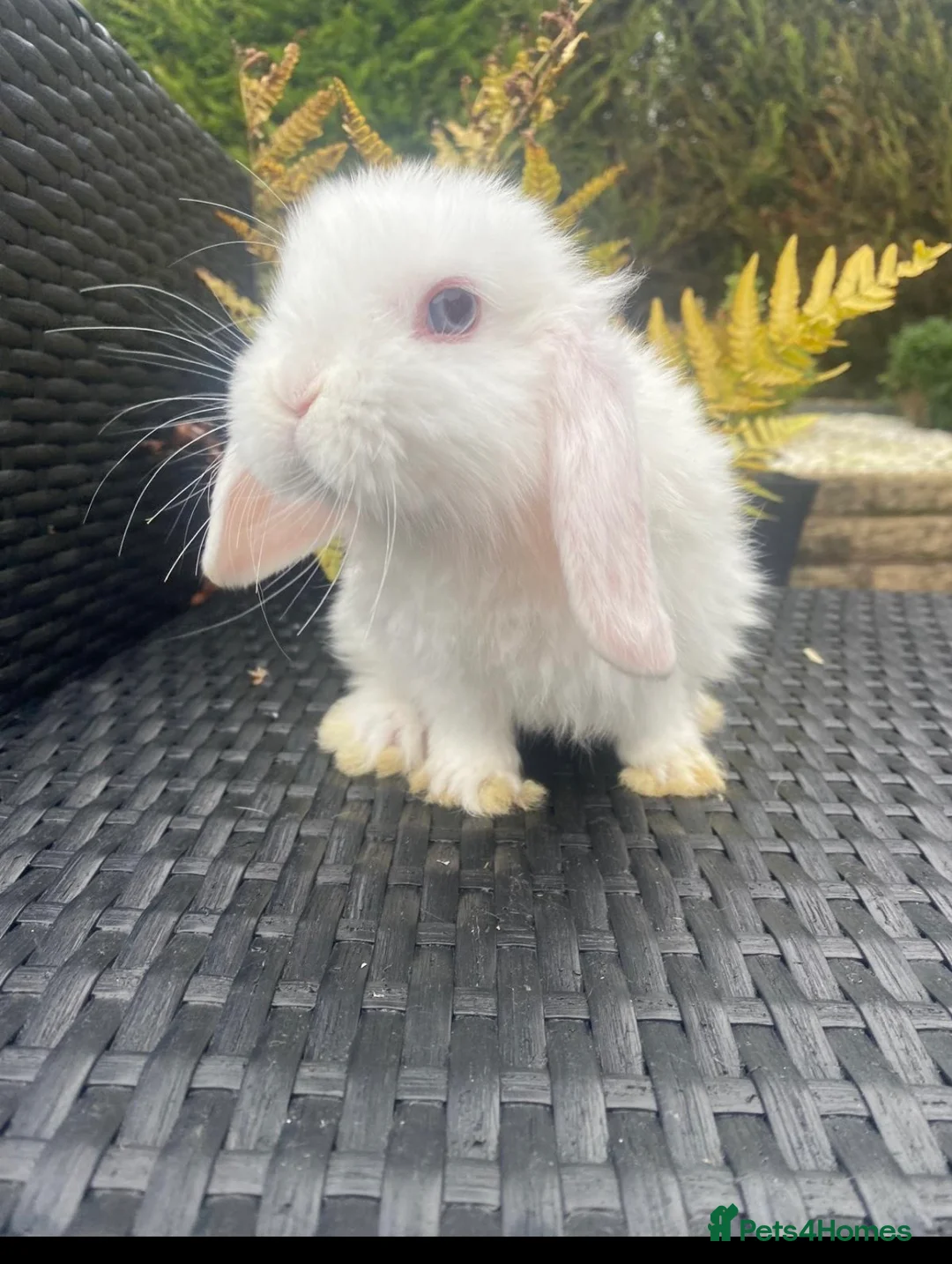 Mini Lop rabbits for sale: Gorgeous minilops for sale  - Advert 6