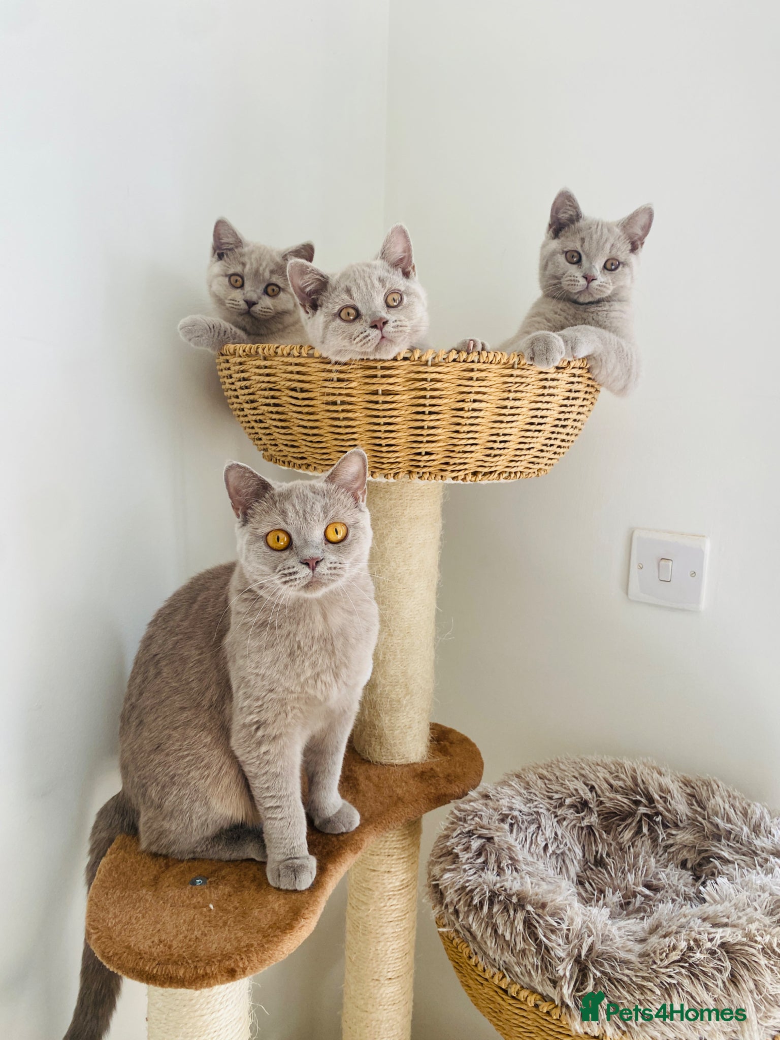 British Shorthair cats GCCF -SPECTACULAR  -British Shorthair kittens  - Advert 2