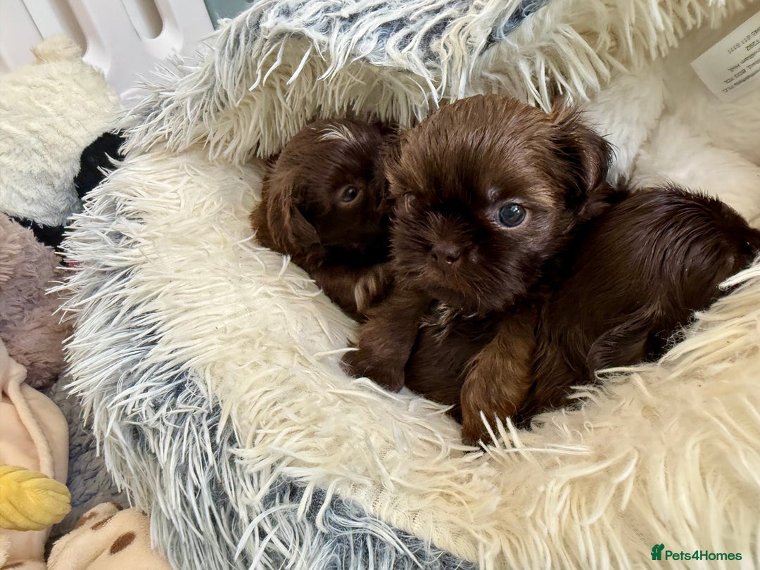 Shih Tzu dogs for sale: KC reg, 2 left! Potential blondes in Tamworth - Image 6