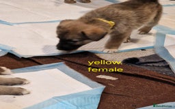 Mixed Breed dogs for sale: Turkish kangal x German shepherd puppies  - Image 7