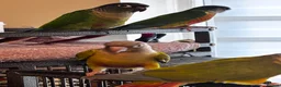 Conures birds for sale: Conure babies parent reared!! - Advert 9