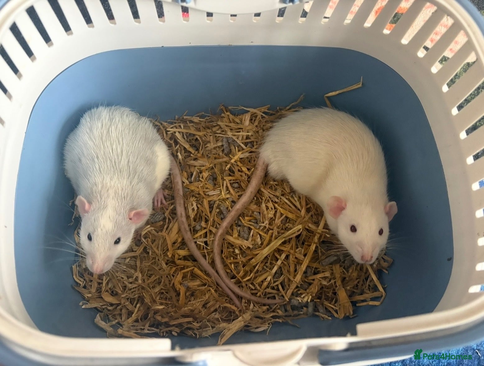 Rat rodents Sven and Olaf - Advert 10