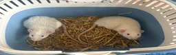 Rat rodents for sale: Sven and Olaf - Advert 1