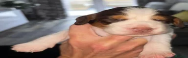 Cocker Spaniel 3