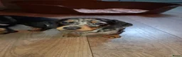Dachshund dogs for sale: Dachshund puppies  - Advert 8