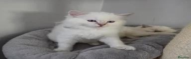 Ragdoll Kitten 3 