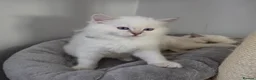 Ragdoll cats for sale: 🩷TICA registered Ragdolls🩷 - Advert 28