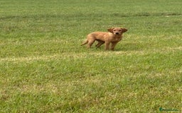 Goldador dogs for sale: 6 Month Old Red - House and Crate Trained  - Image 3