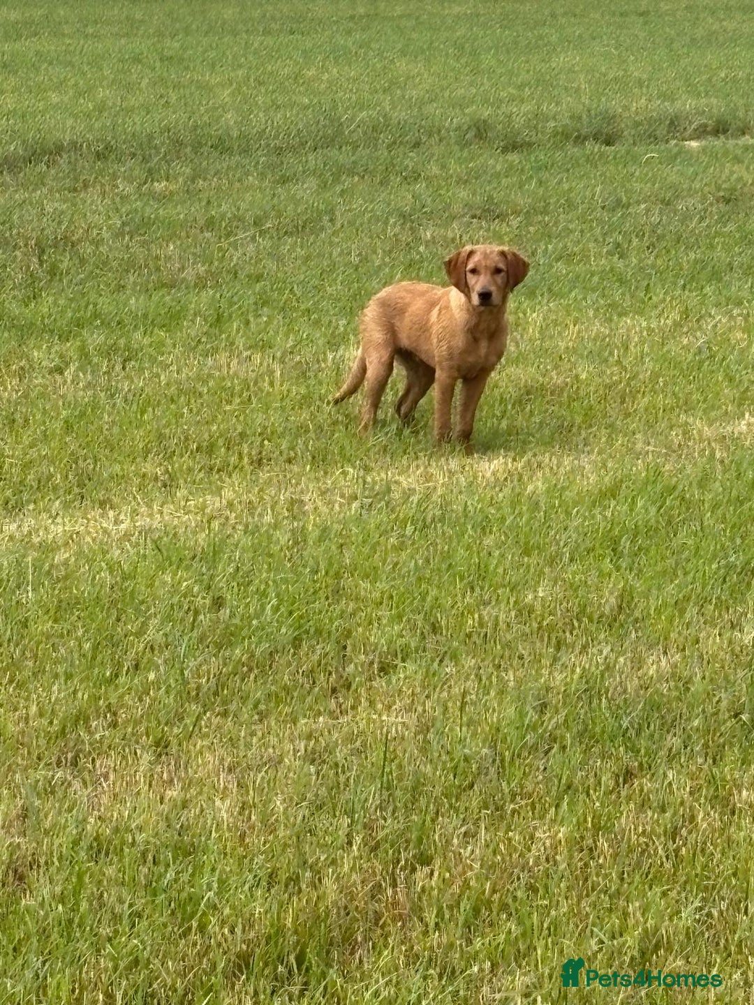 Goldador dogs for sale: 6 Month Old Red - House and Crate Trained  - Image 3