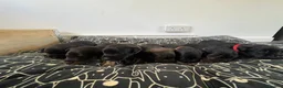 Mixed Breed dogs for sale: Patterdale lakeland terrier puppy’s - Advert 6
