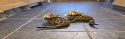 Bengal cats for sale: Outstanding quality Brown rosetted bengal kittens  - Advert 20