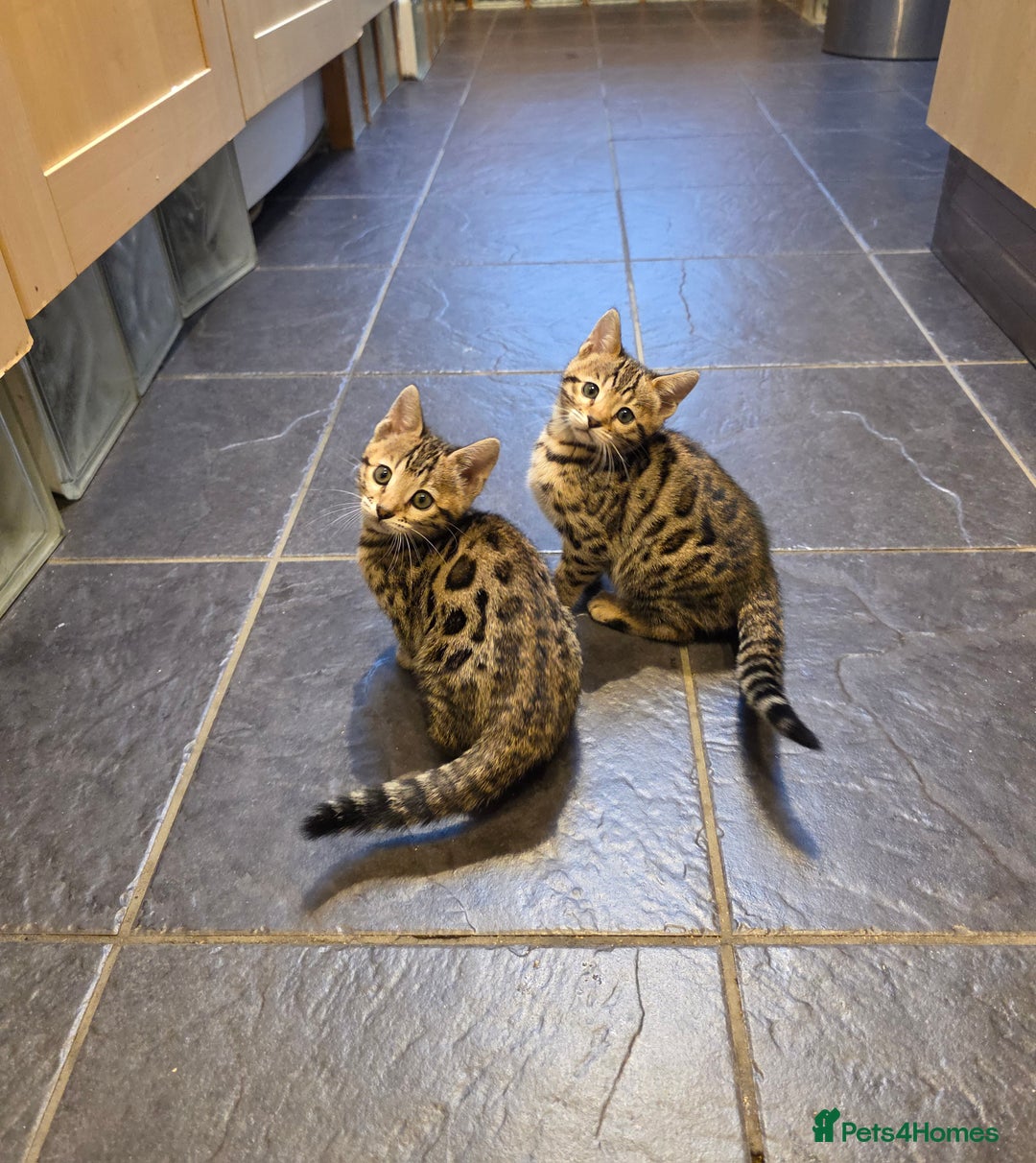 Bengal cats for sale: Outstanding quality Brown rosetted bengal kittens  - Advert 20